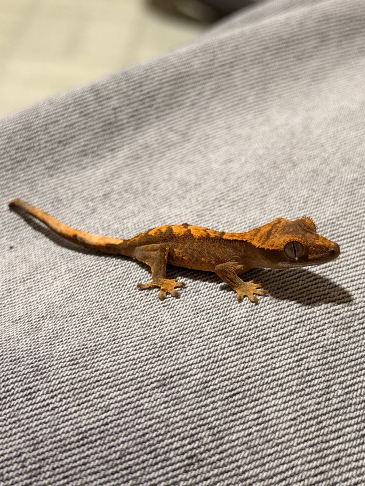 Geckos Crestado en Venta