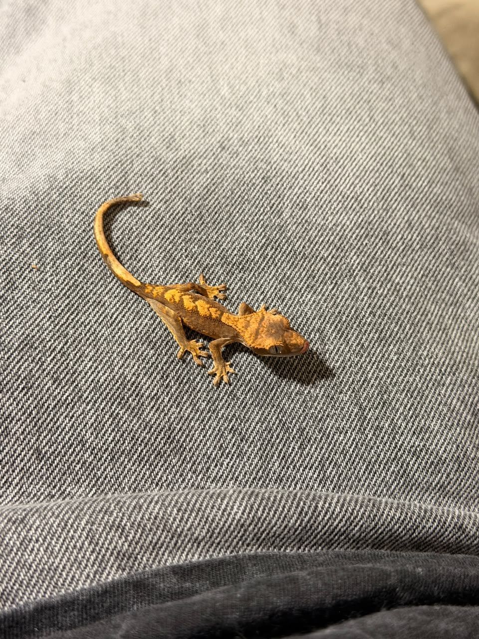 Geckos Crestado en Venta