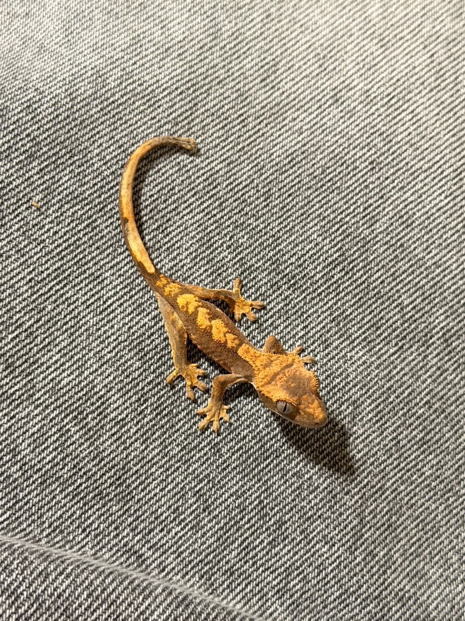 Geckos Crestado en Venta
