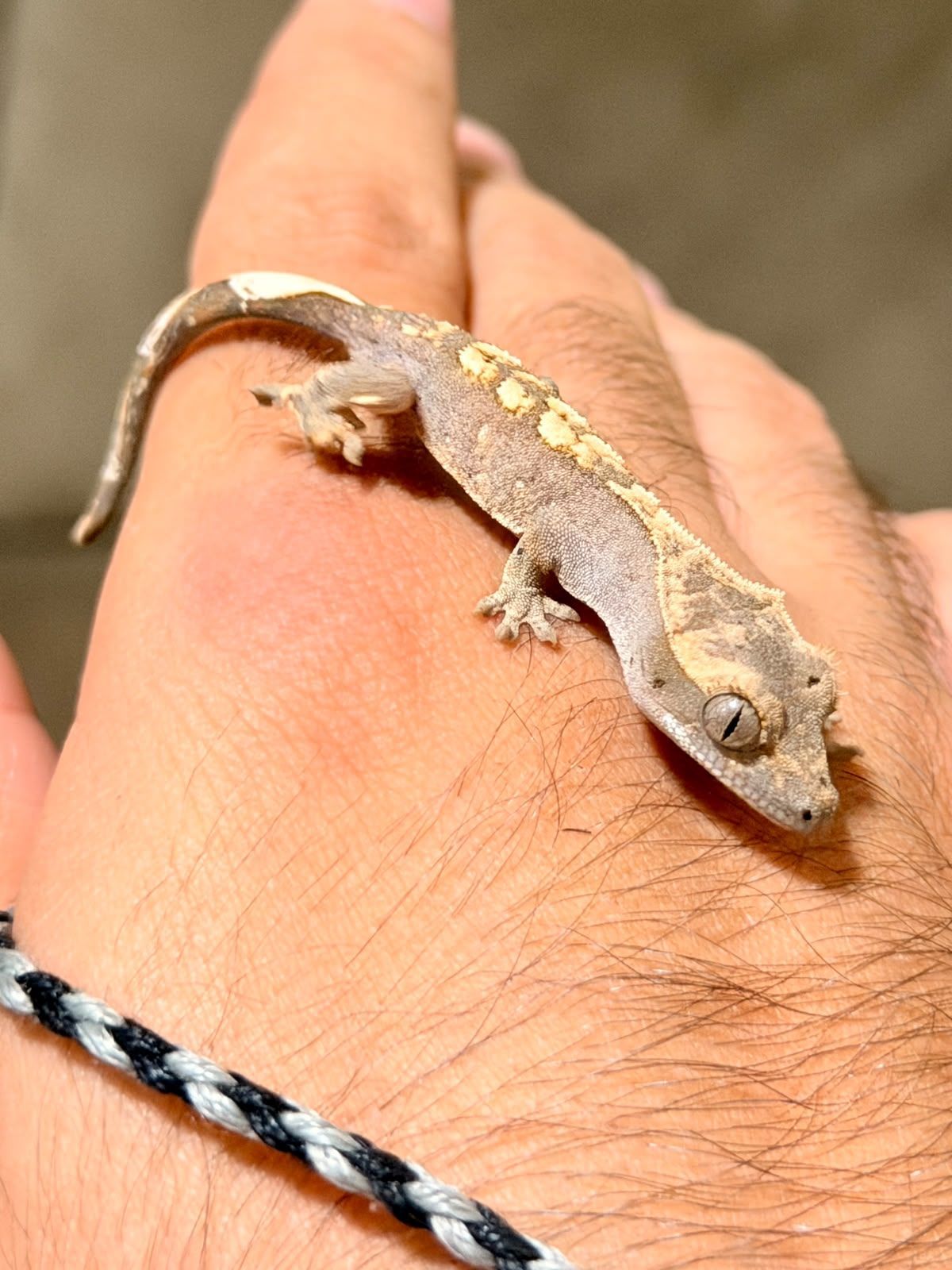 Geckos Crestado en Venta