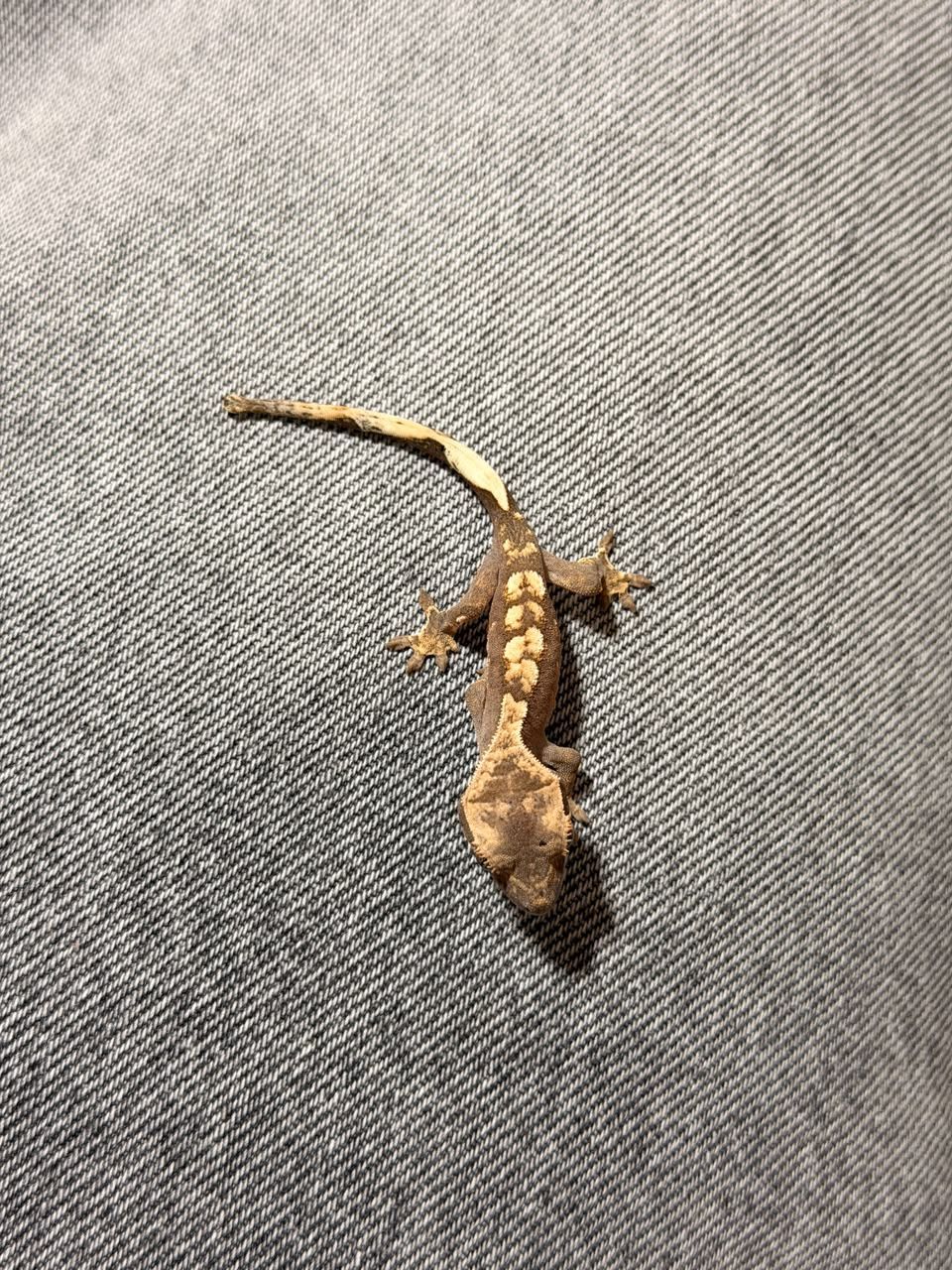 Geckos Crestado en Venta