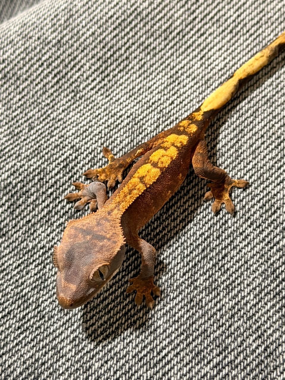 Geckos Crestado en Venta