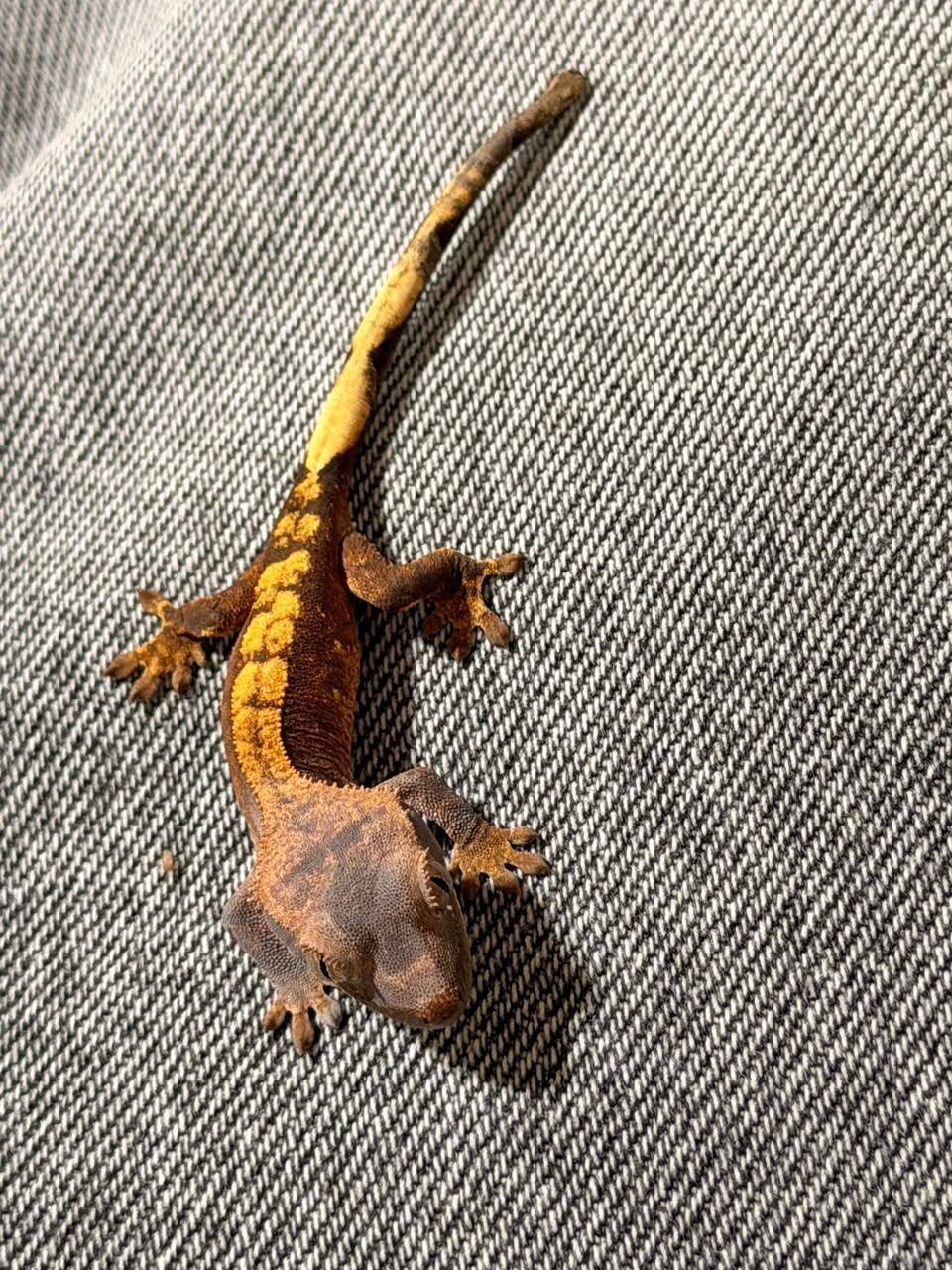 Geckos Crestado en Venta