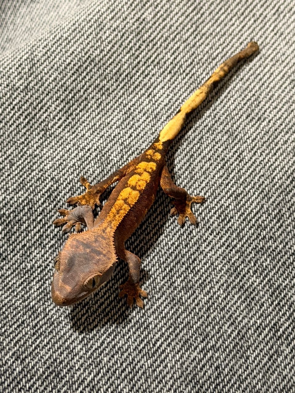 Geckos Crestado en Venta