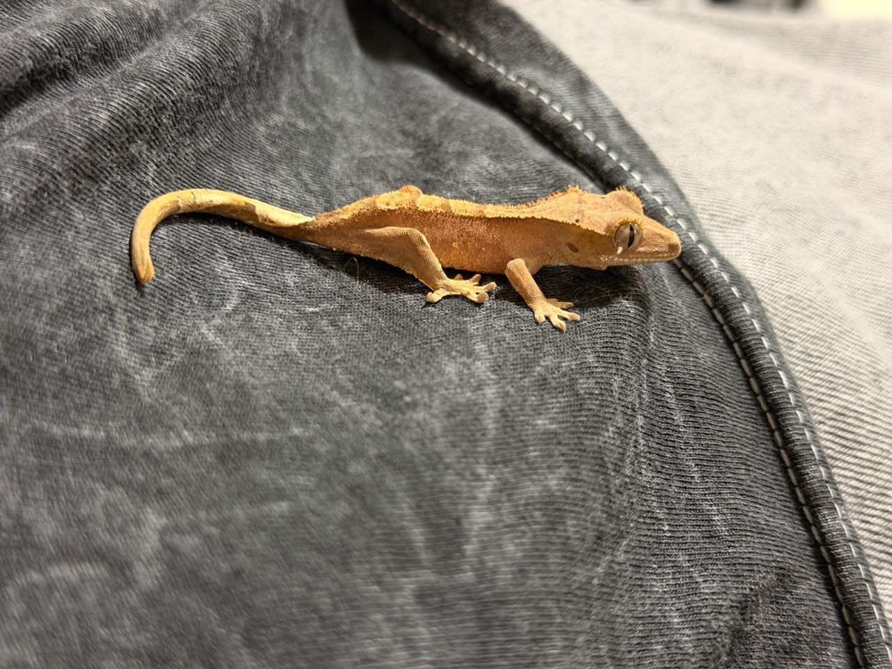 Geckos Crestado en Venta