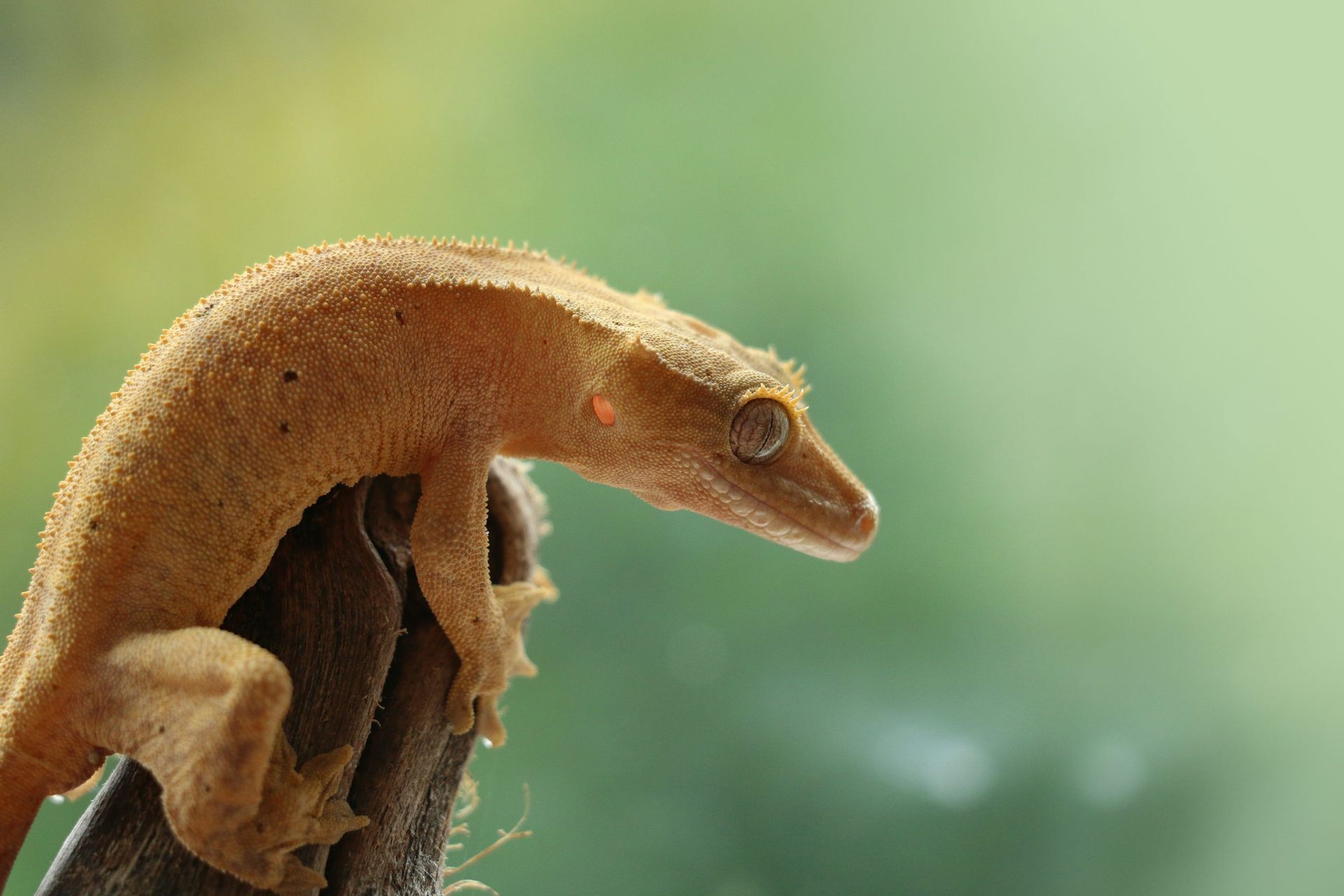 Geckos en Venta