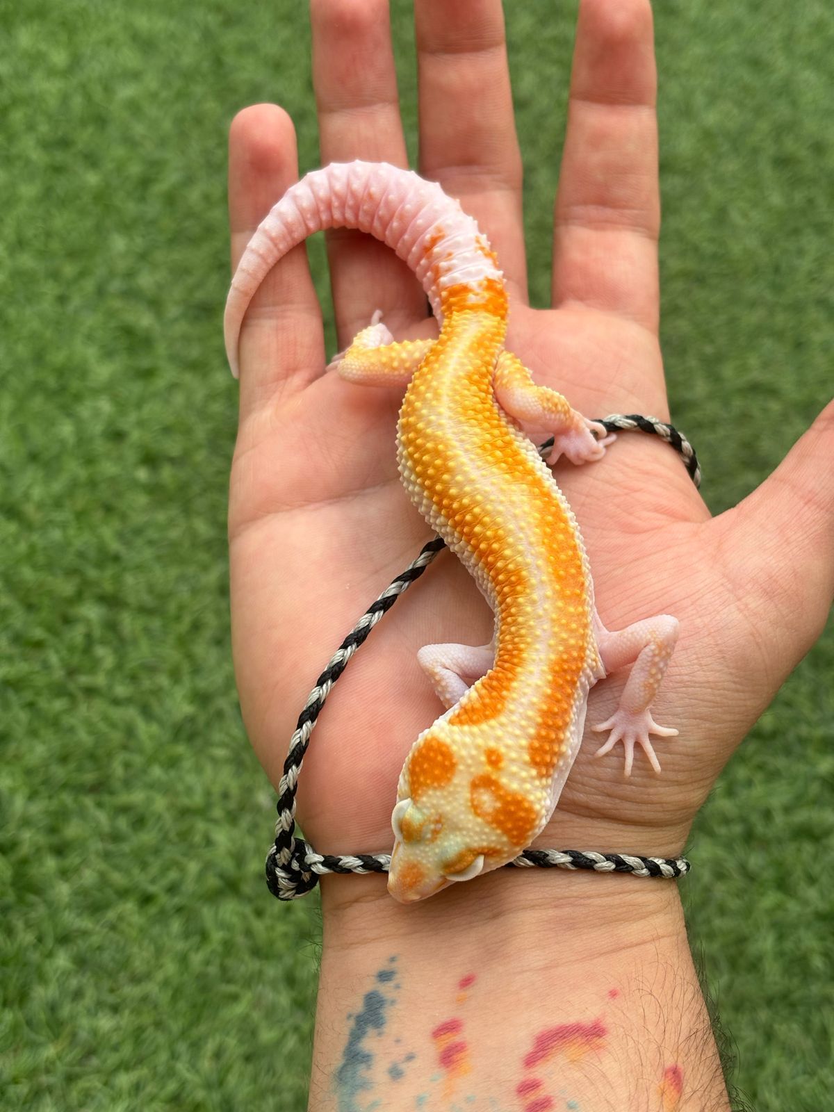 Geckos Leopardo en Venta