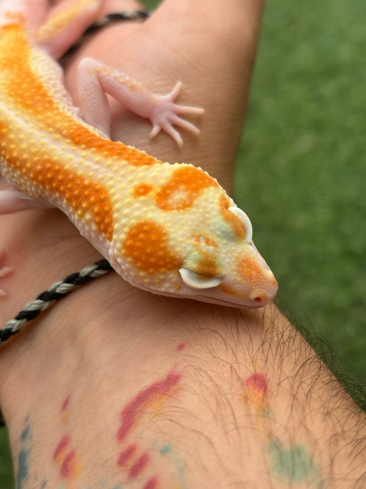 Geckos Leopardo en Venta