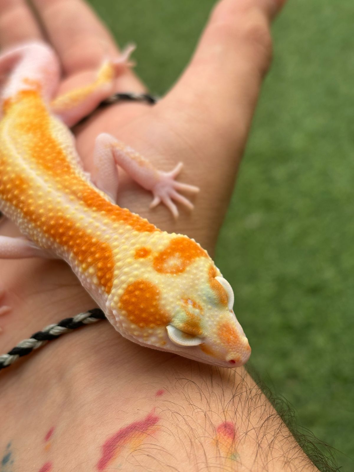Geckos Leopardo en Venta