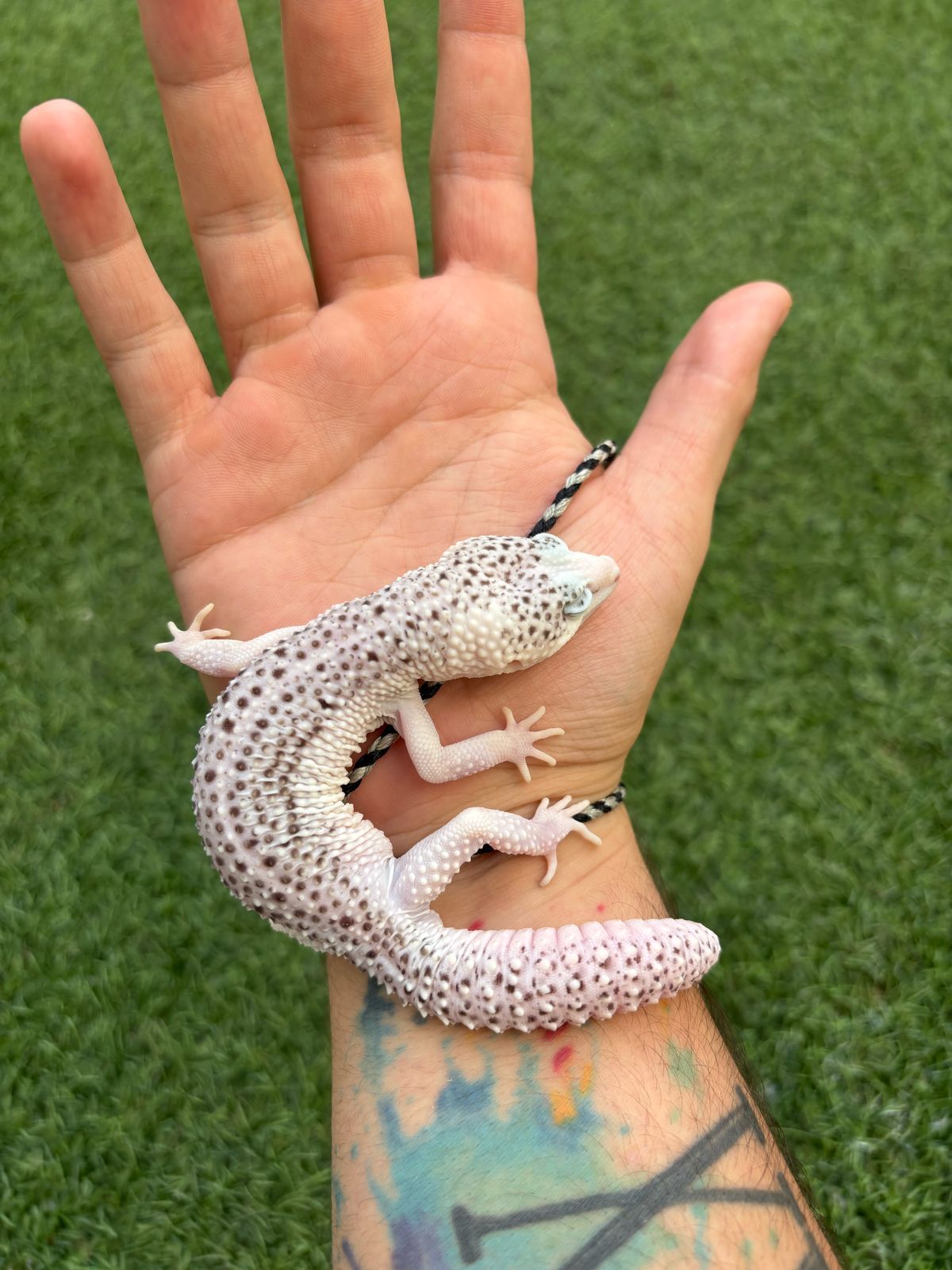 Geckos Leopardo en Venta