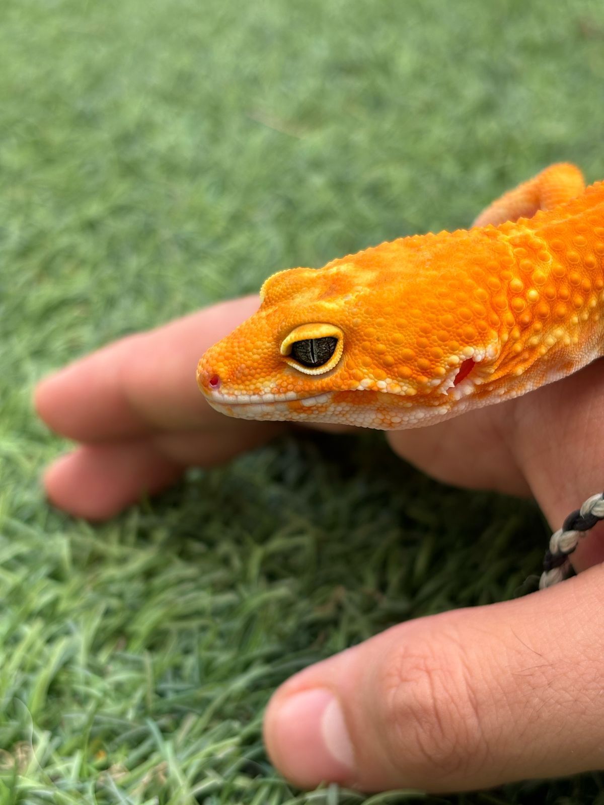 Geckos Leopardo en Venta