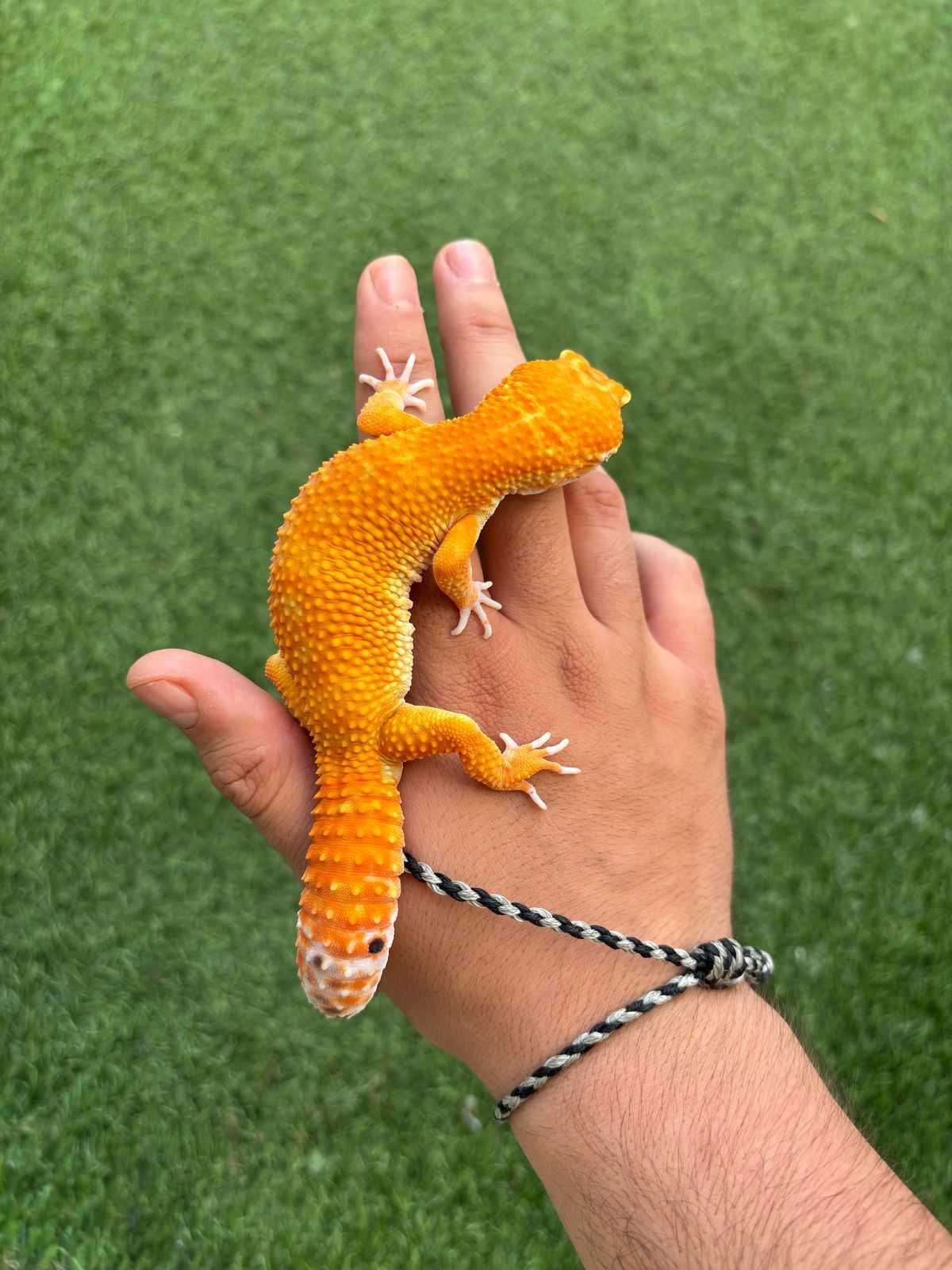 Geckos Leopardo en Venta
