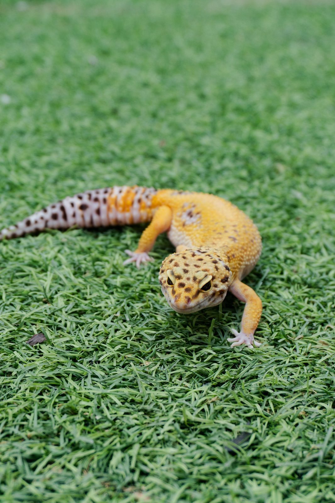 Geckos Leopardo en Venta
