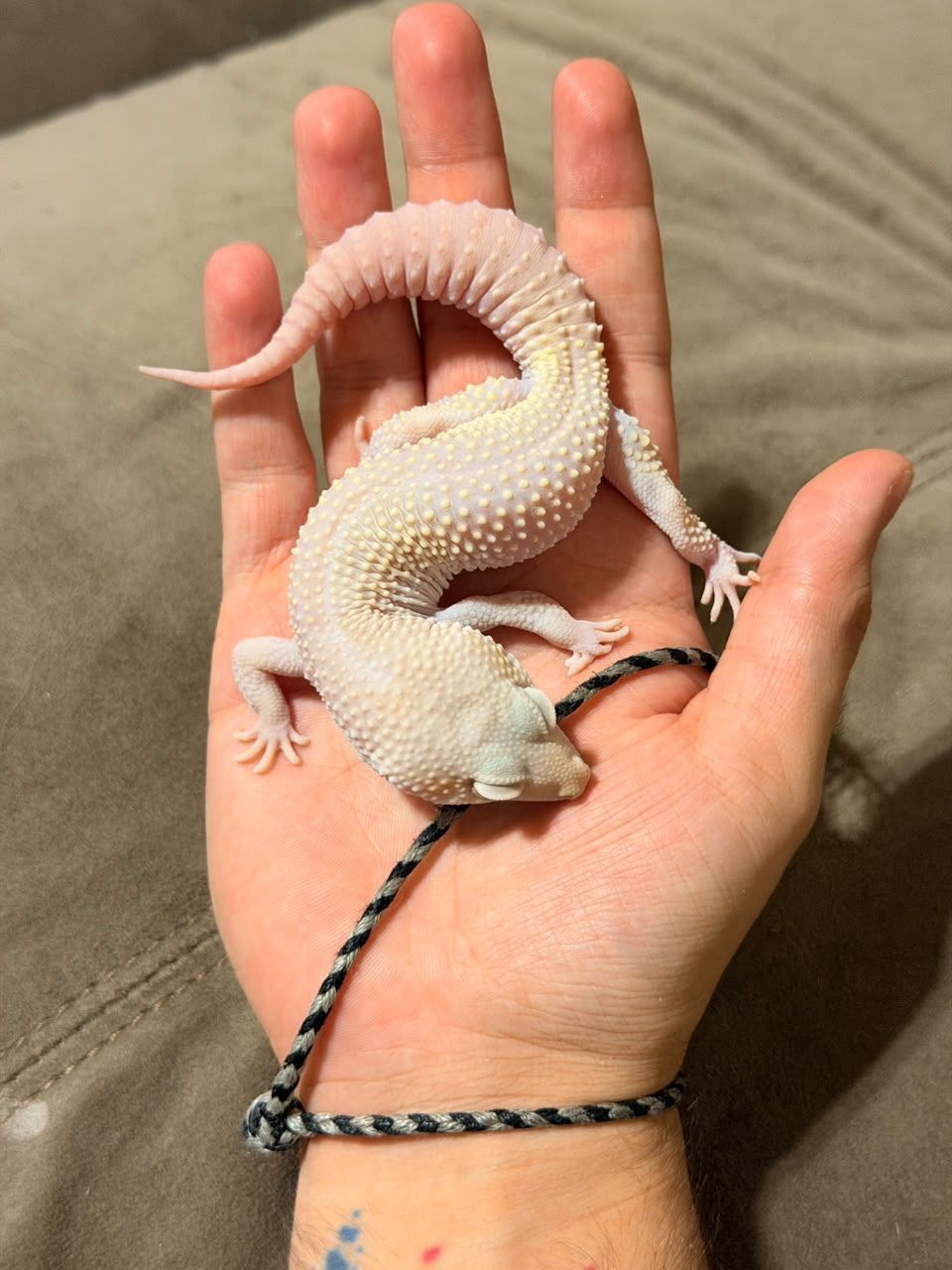 Geckos Leopardo en Venta