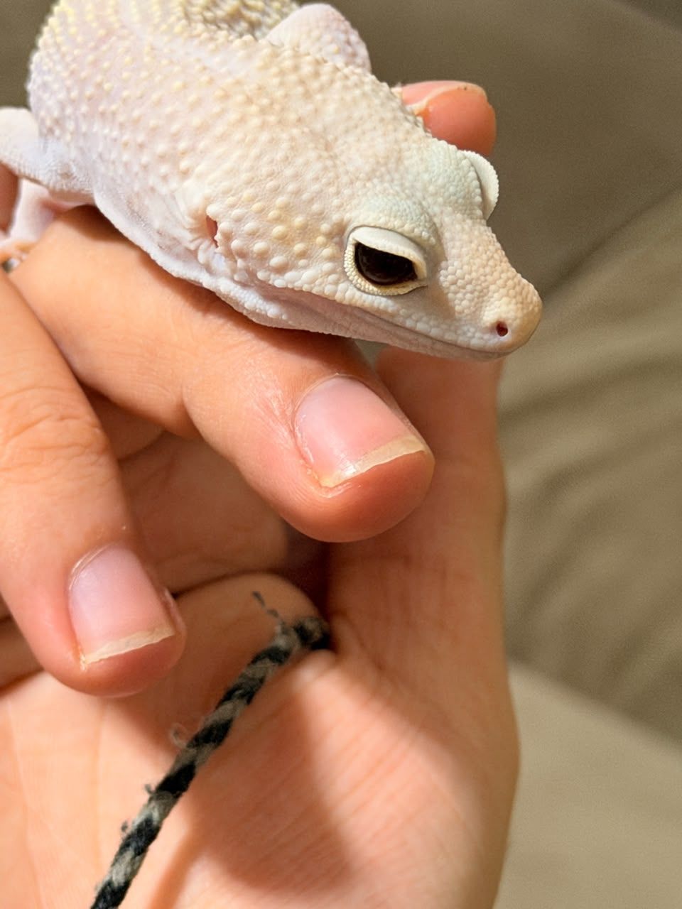 Geckos Leopardo en Venta