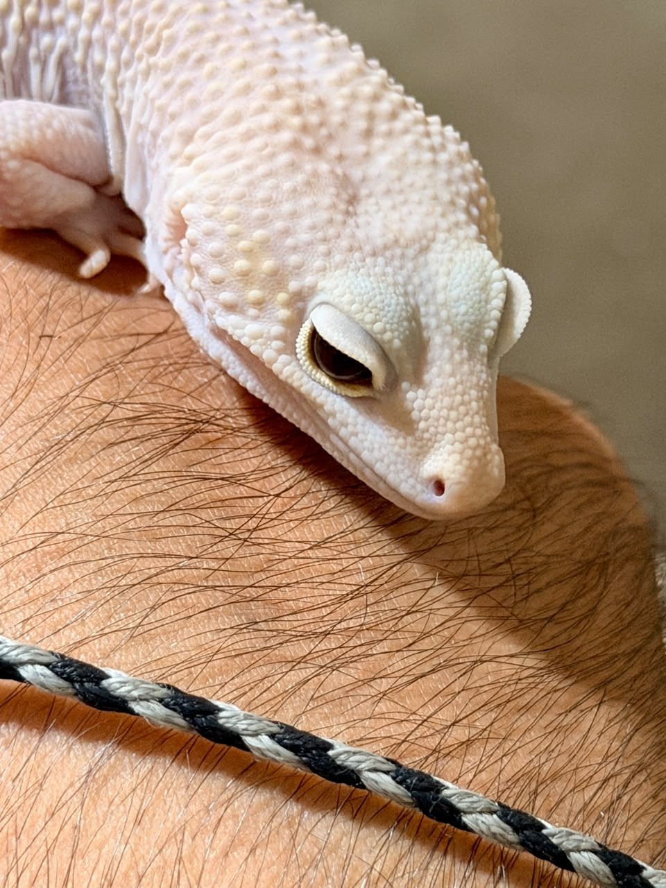 Geckos Leopardo en Venta