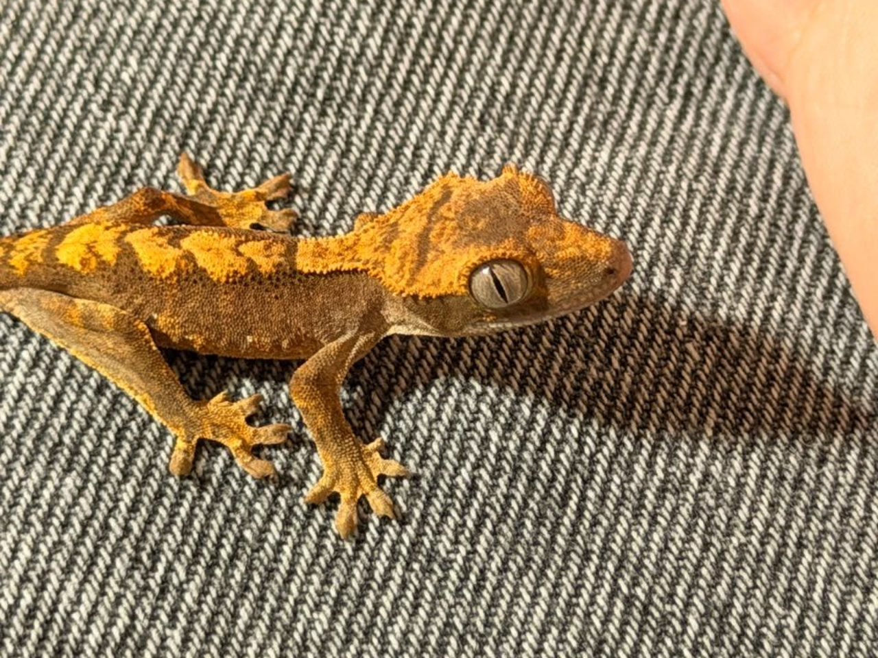 Geckos Crestado en Venta