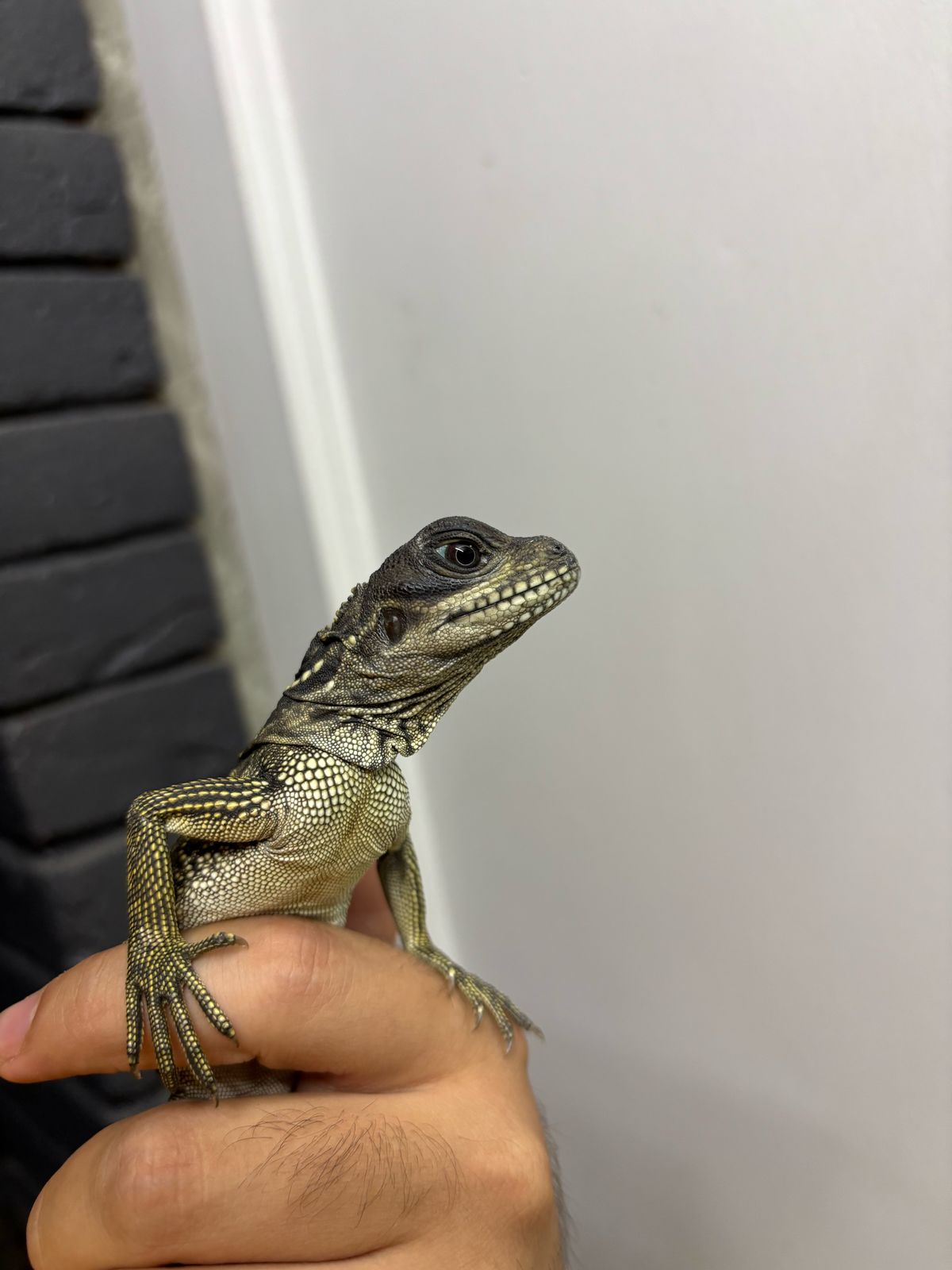 Hydrosaurus en Venta