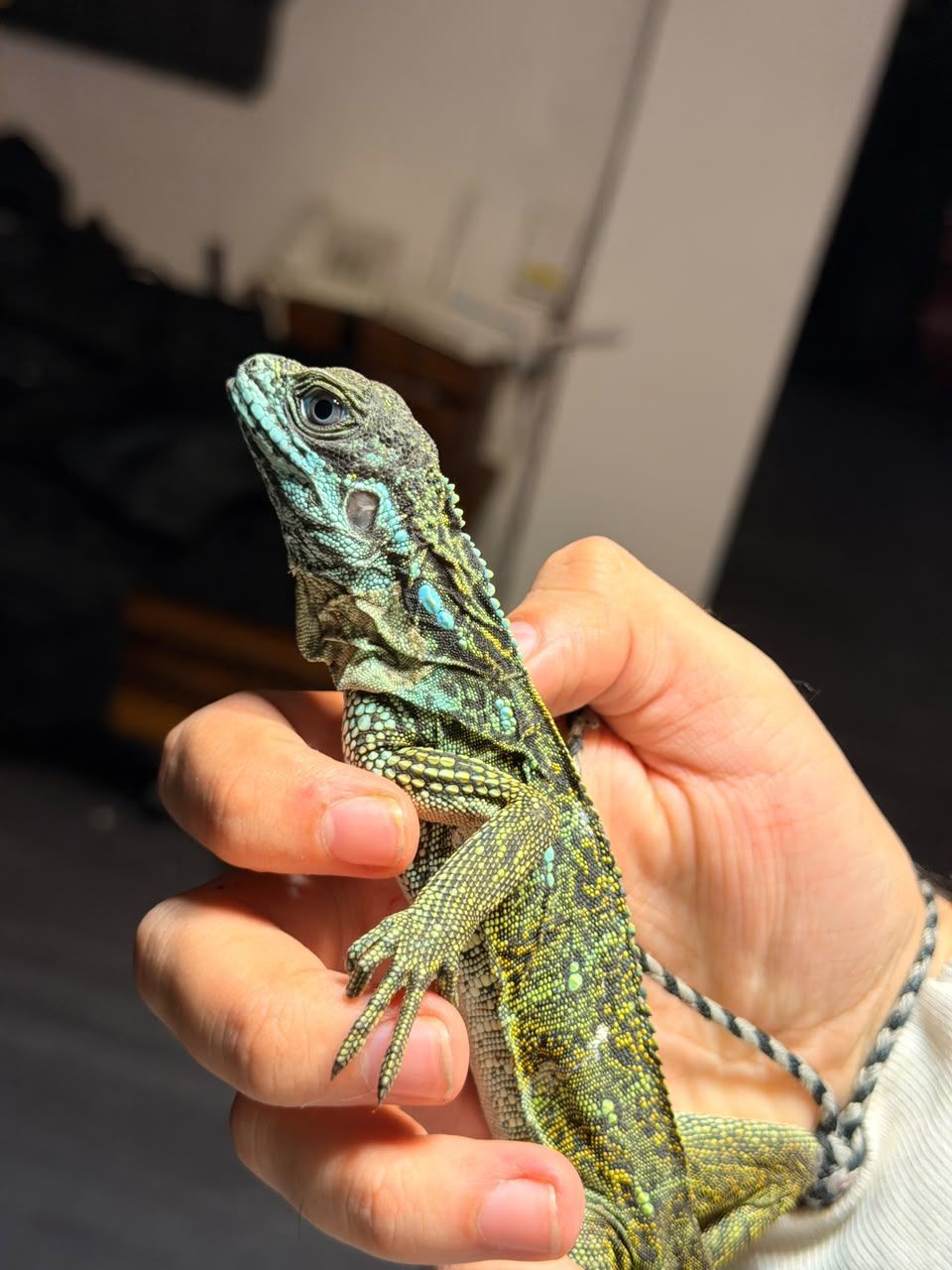 Hydrosaurus en Venta