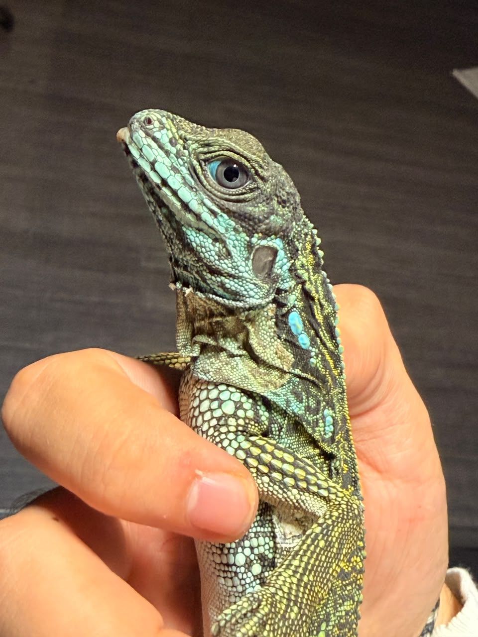 Hydrosaurus en Venta