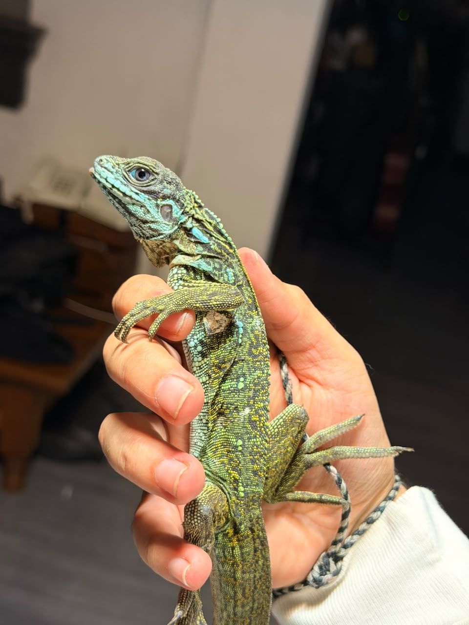 Hydrosaurus en Venta