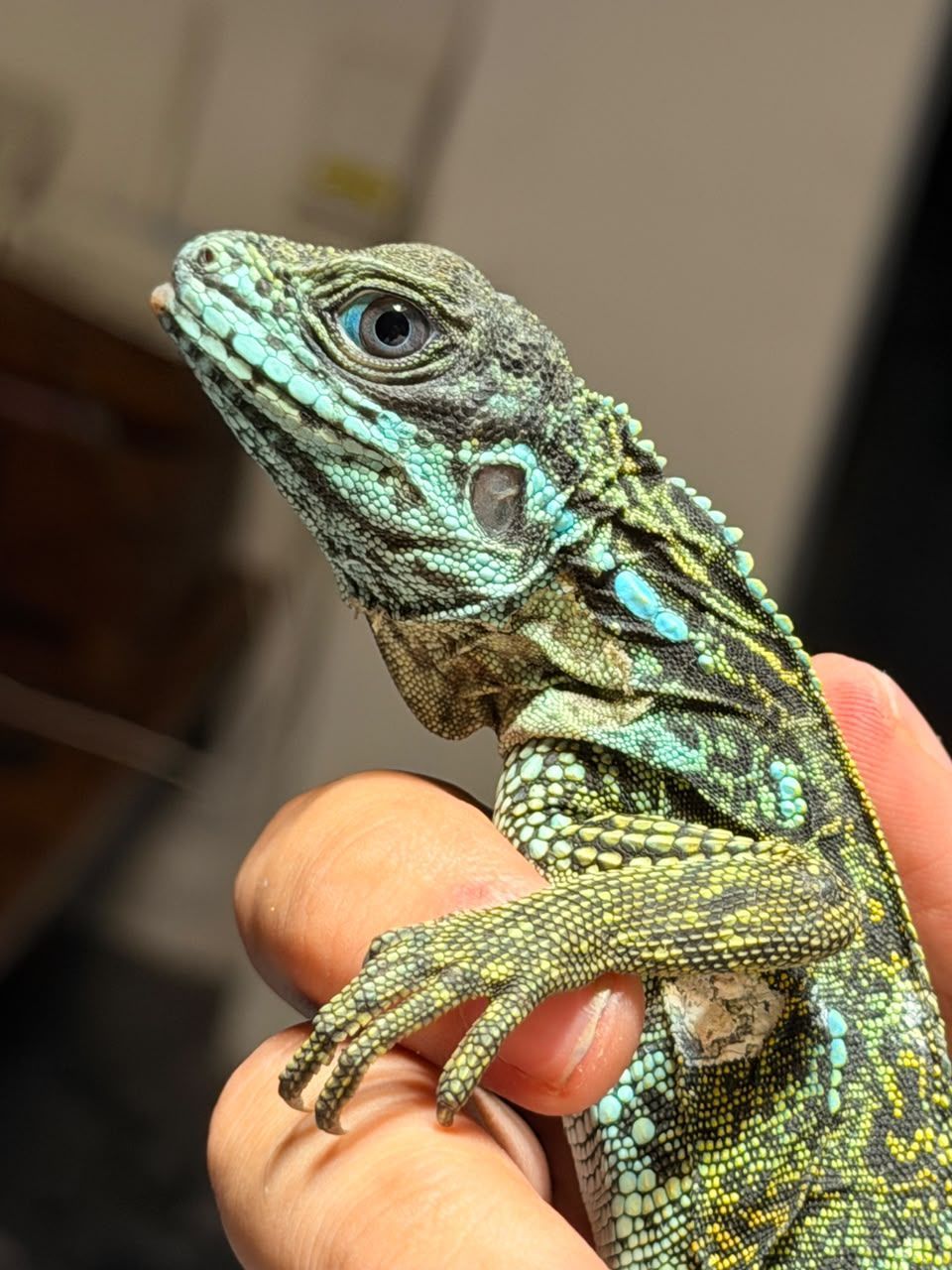 Hydrosaurus en Venta