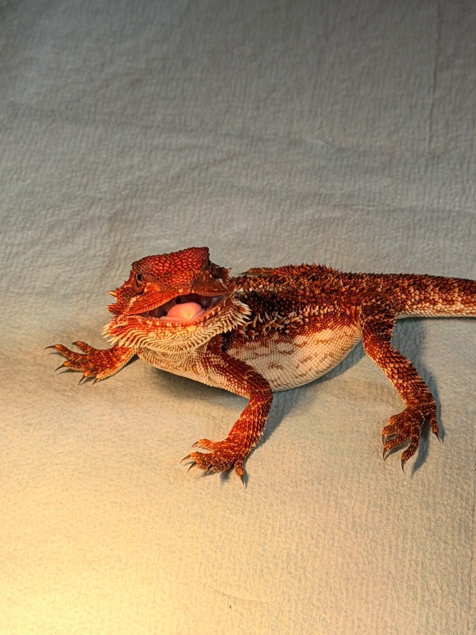 Geckos Leopardo en Venta