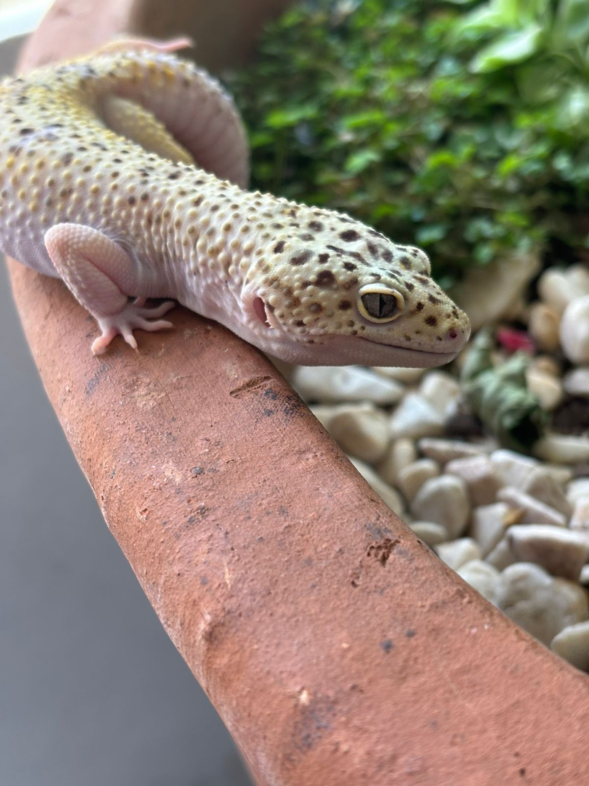 Venta de Reptiles