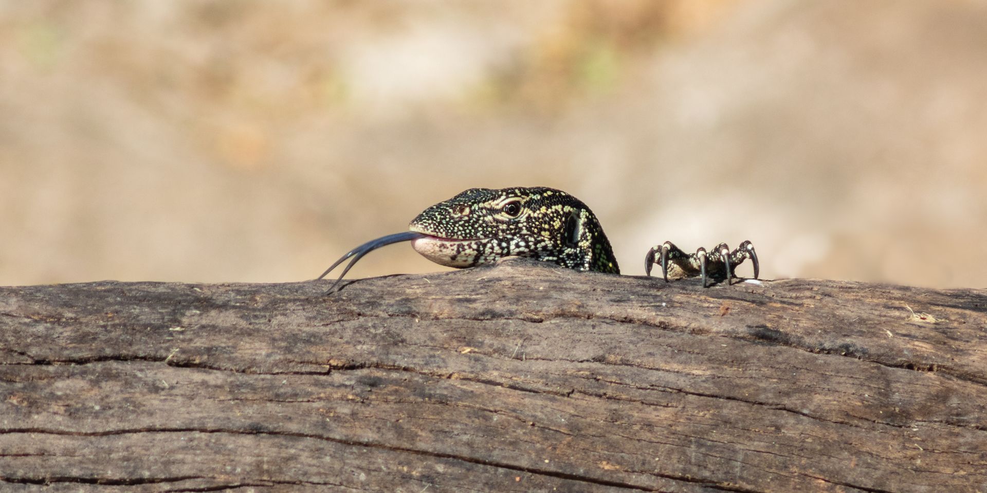 Venta de Reptiles