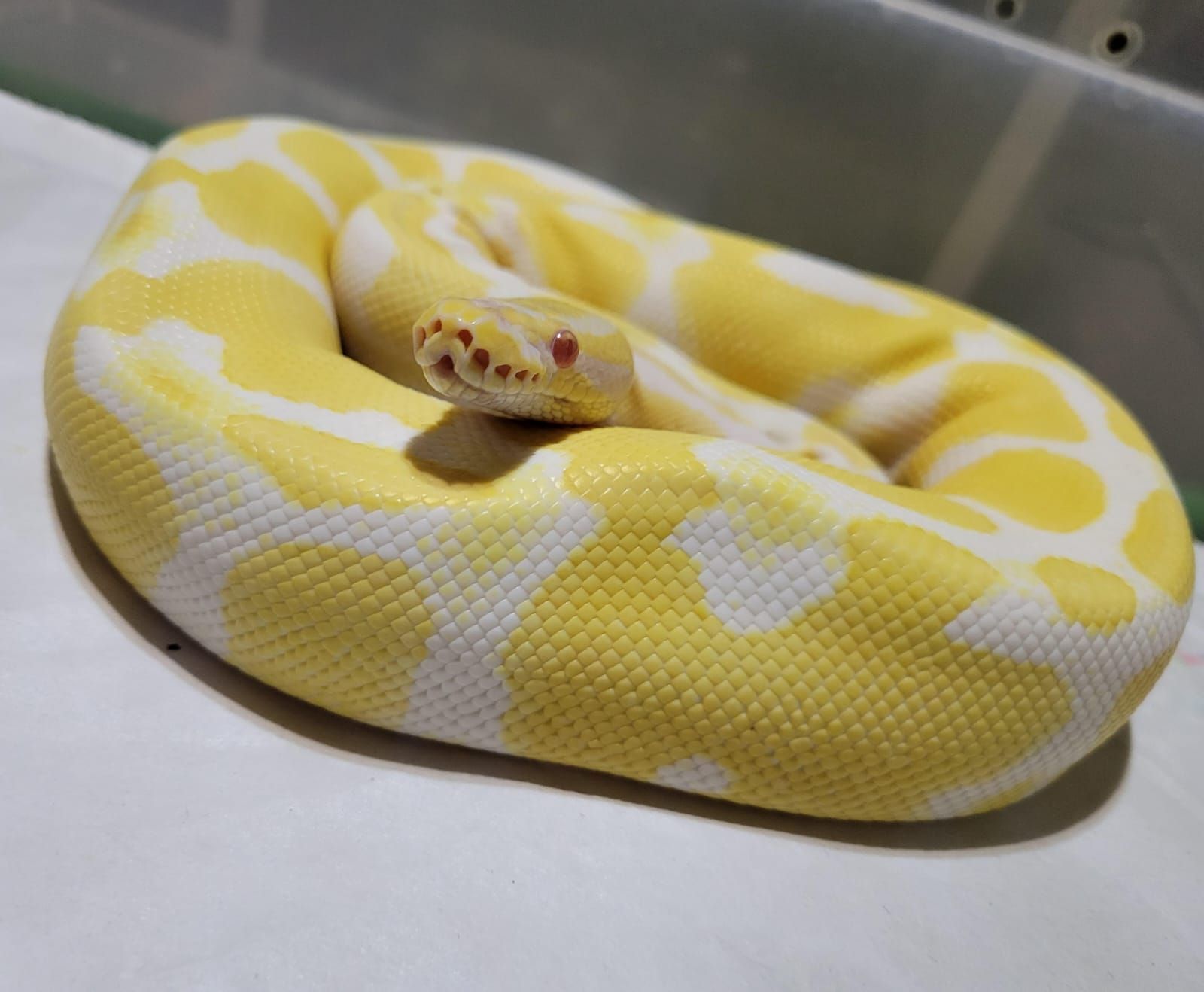 Venta de Reptiles