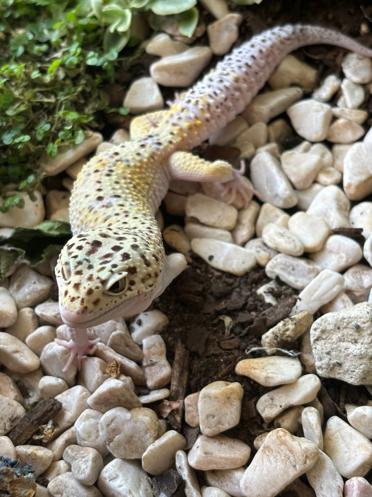 Venta de Reptiles