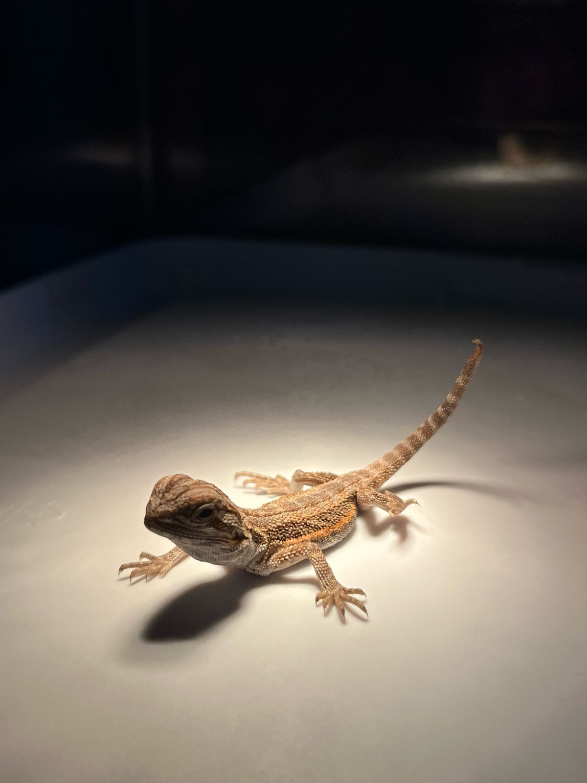 Geckos Leopardo en Venta