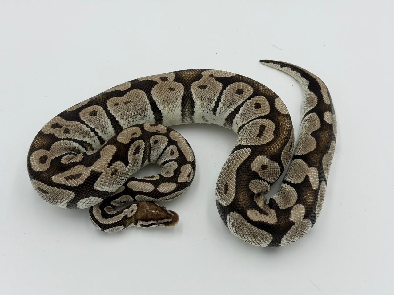 Serpientes Piton Bola en Venta
