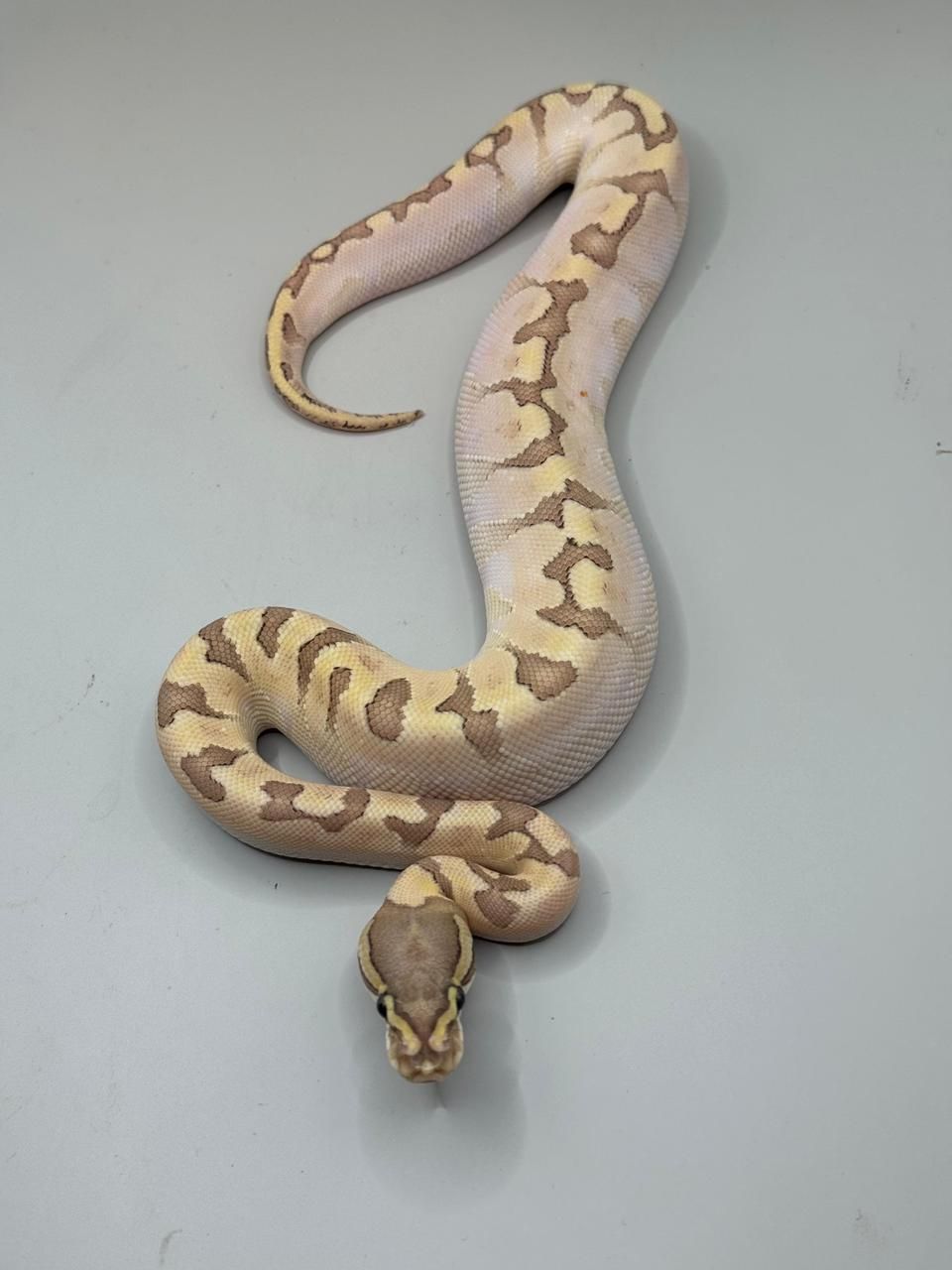 Serpientes Piton Bola en Venta
