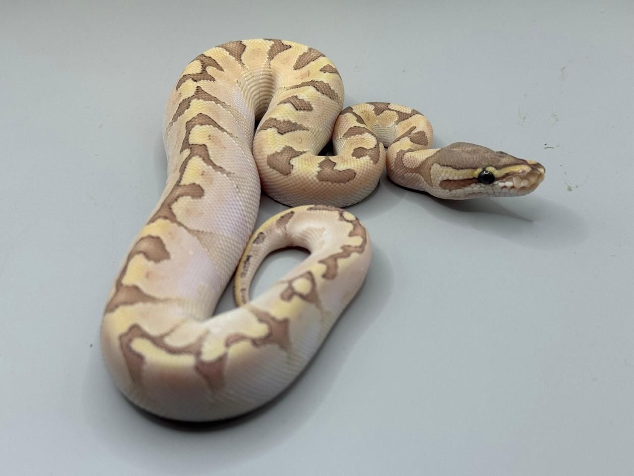 Serpientes Piton Bola en Venta