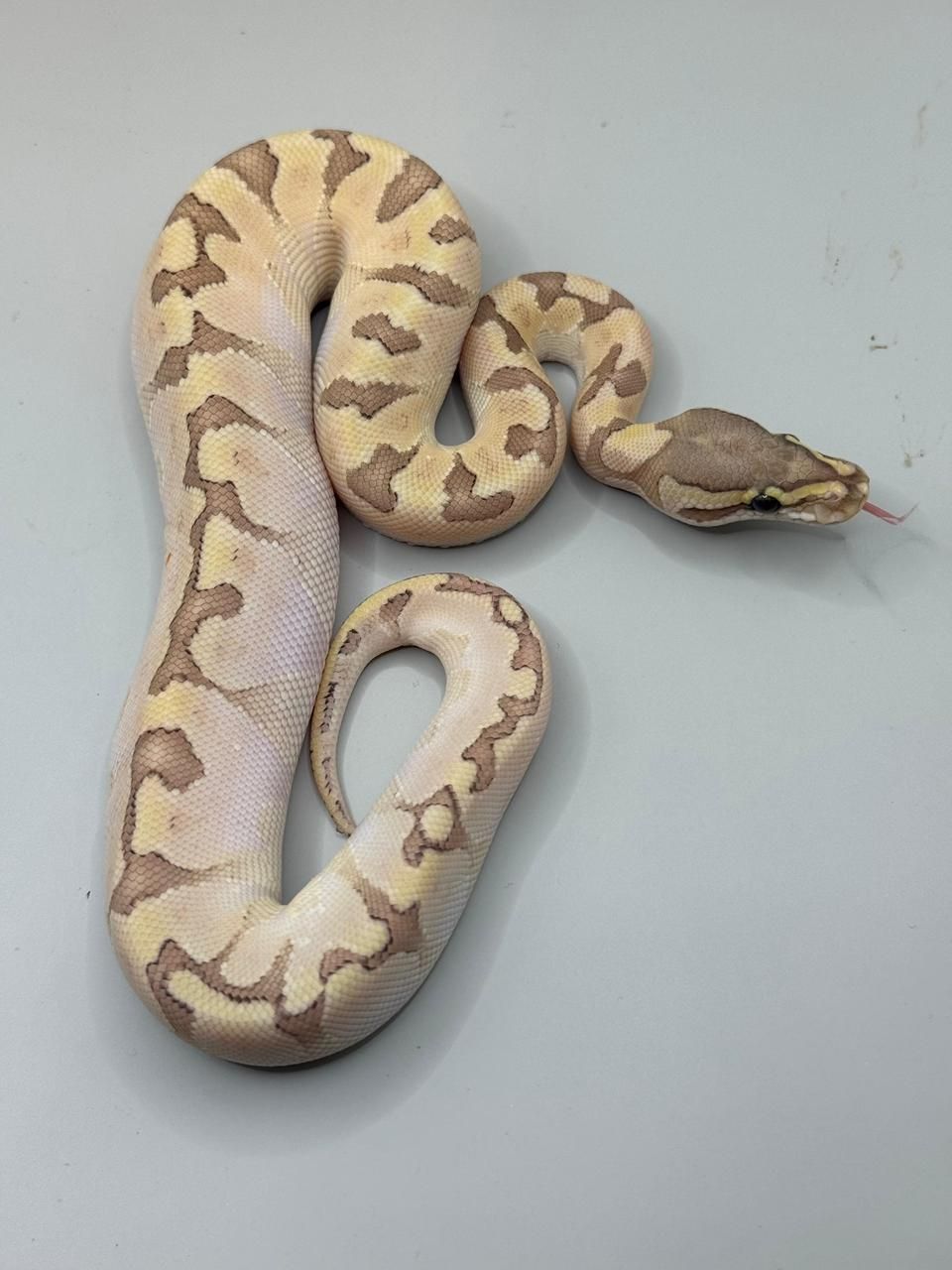 Serpientes Piton Bola en Venta