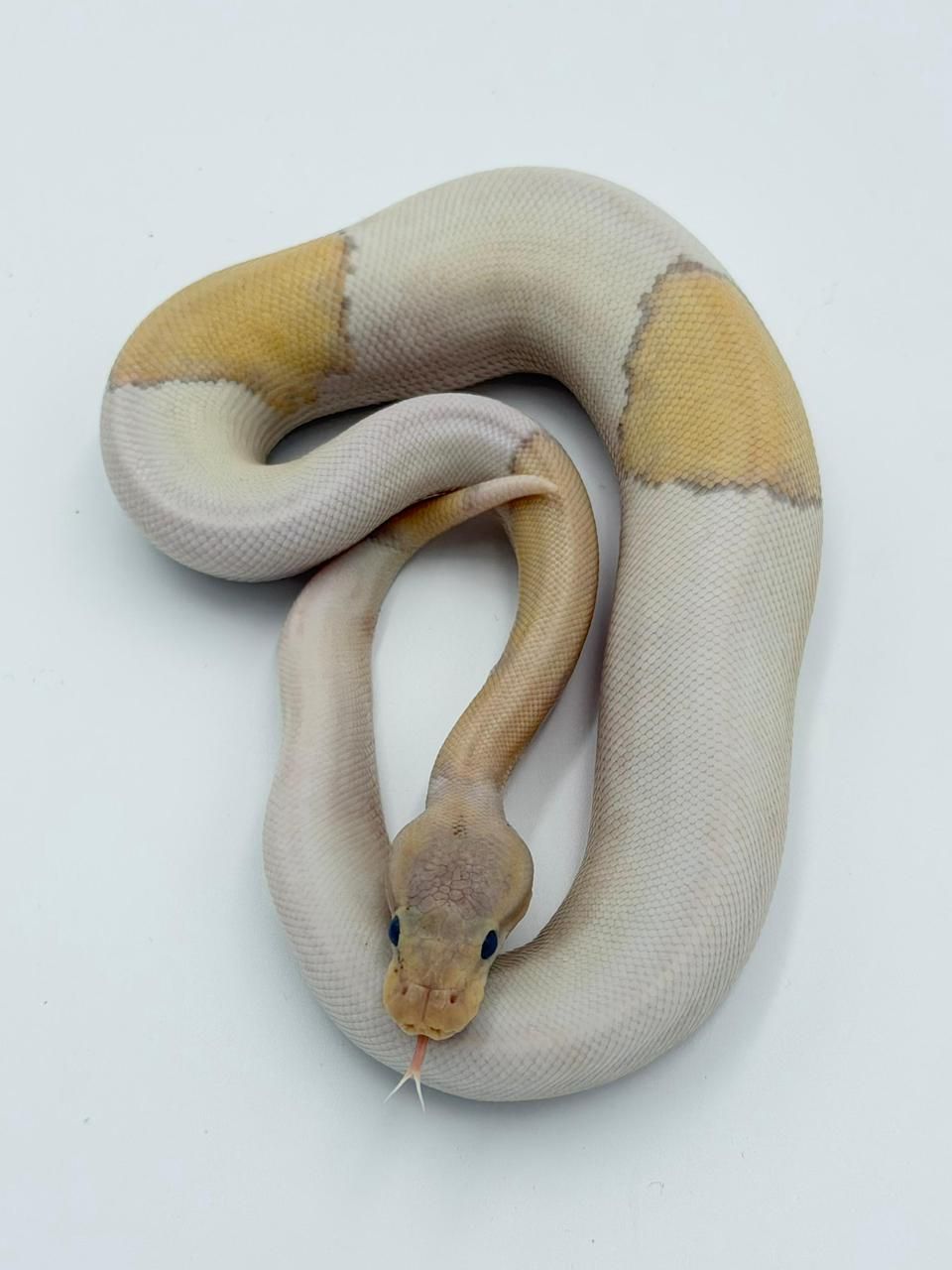 Serpientes Piton Bola en Venta