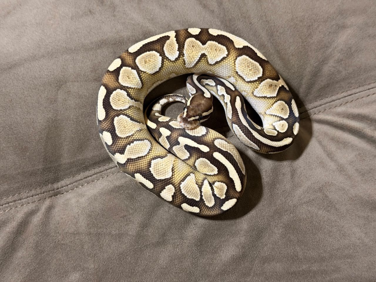 Serpientes Piton Bola en Venta