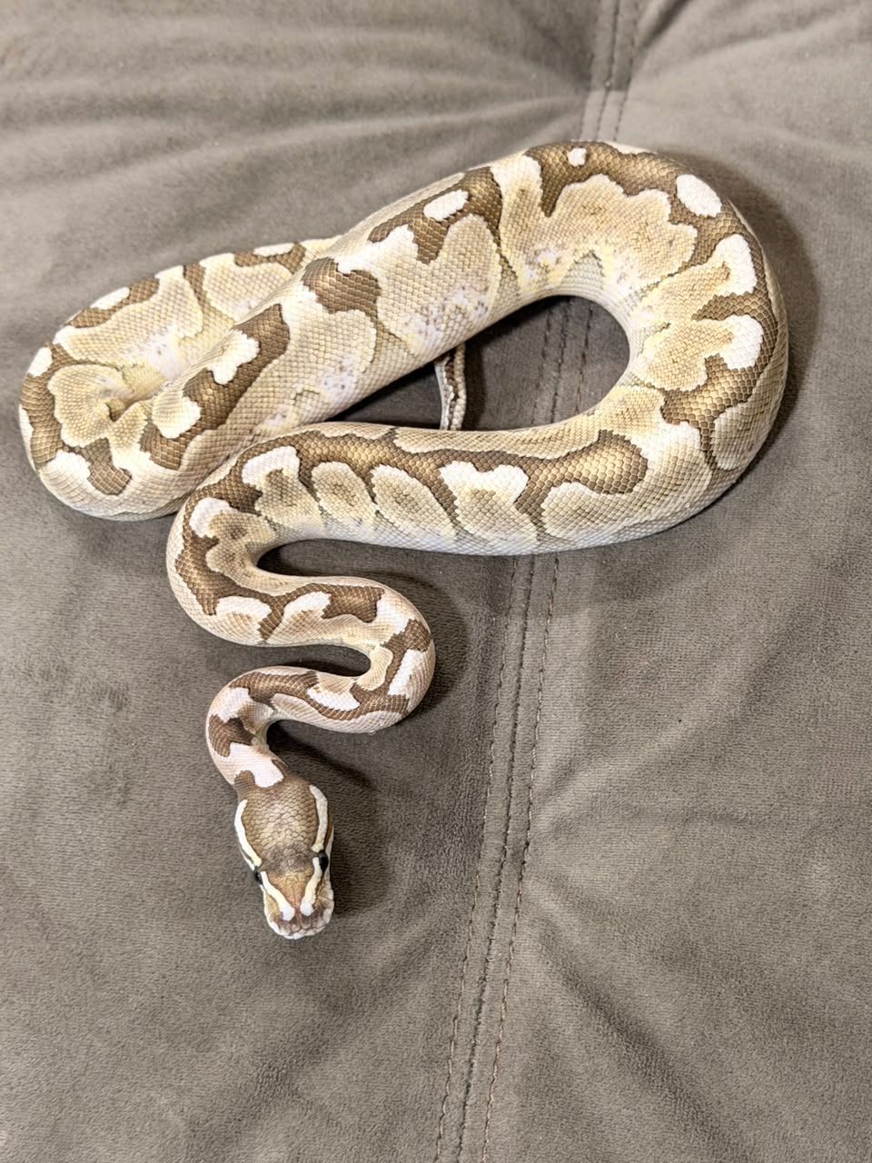 Serpientes Piton Bola en Venta
