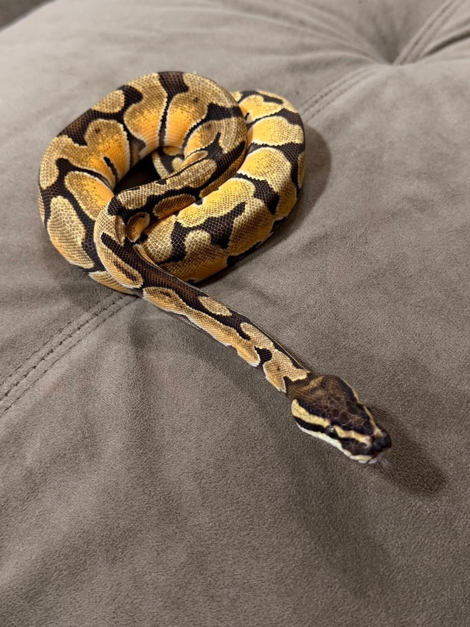 Serpientes Piton Bola en Venta