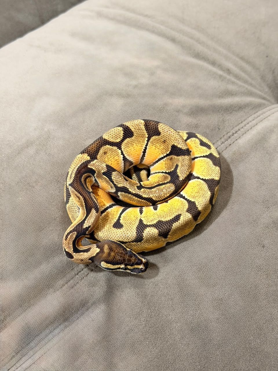 Serpientes Piton Bola en Venta