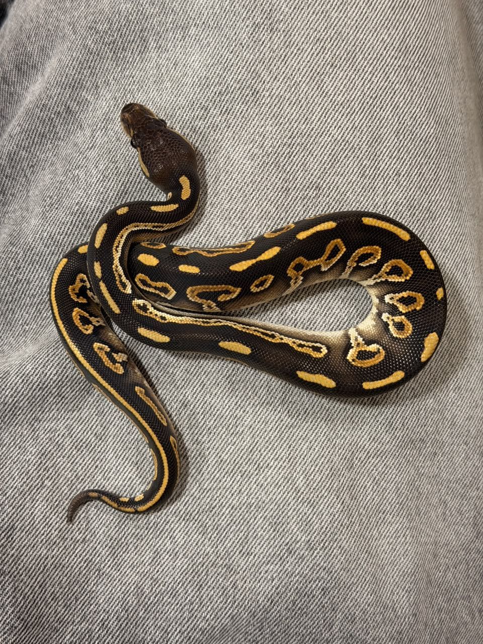 Serpientes Piton Bola en Venta