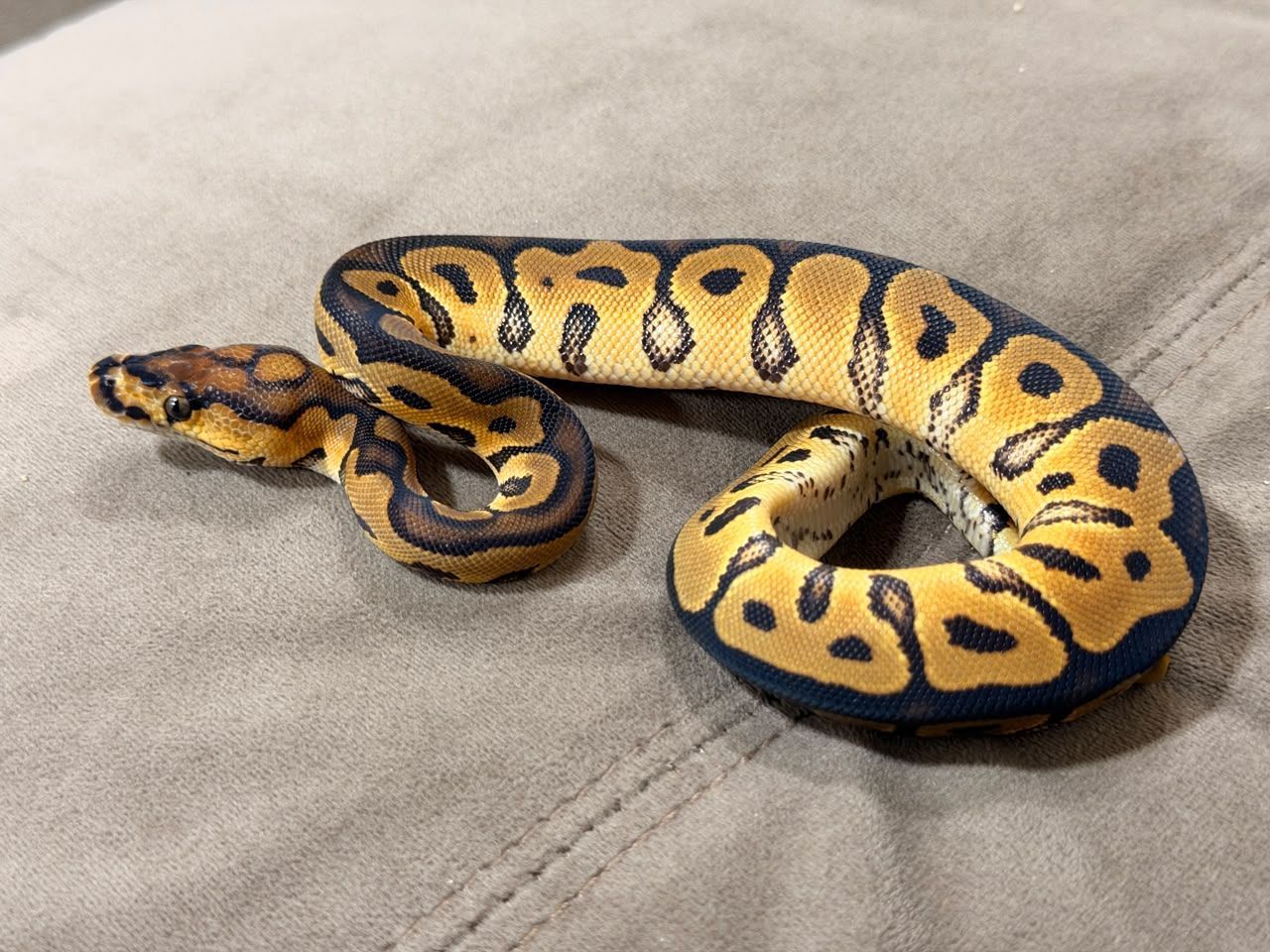 Serpientes Piton Bola en Venta