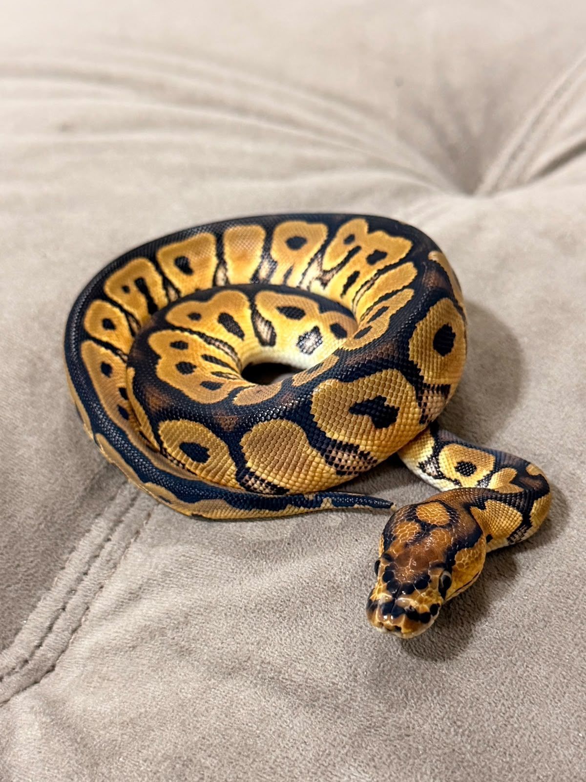 Serpientes Piton Bola en Venta