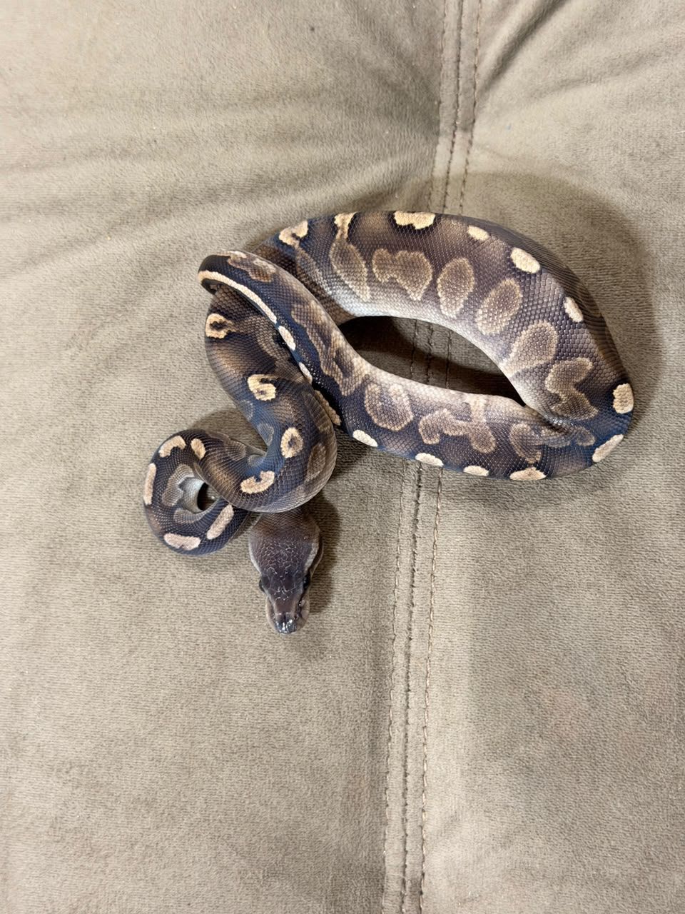 Serpientes Piton Bola en Venta