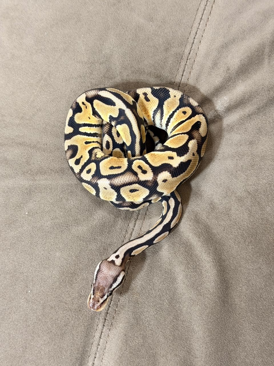 Serpientes Piton Bola en Venta