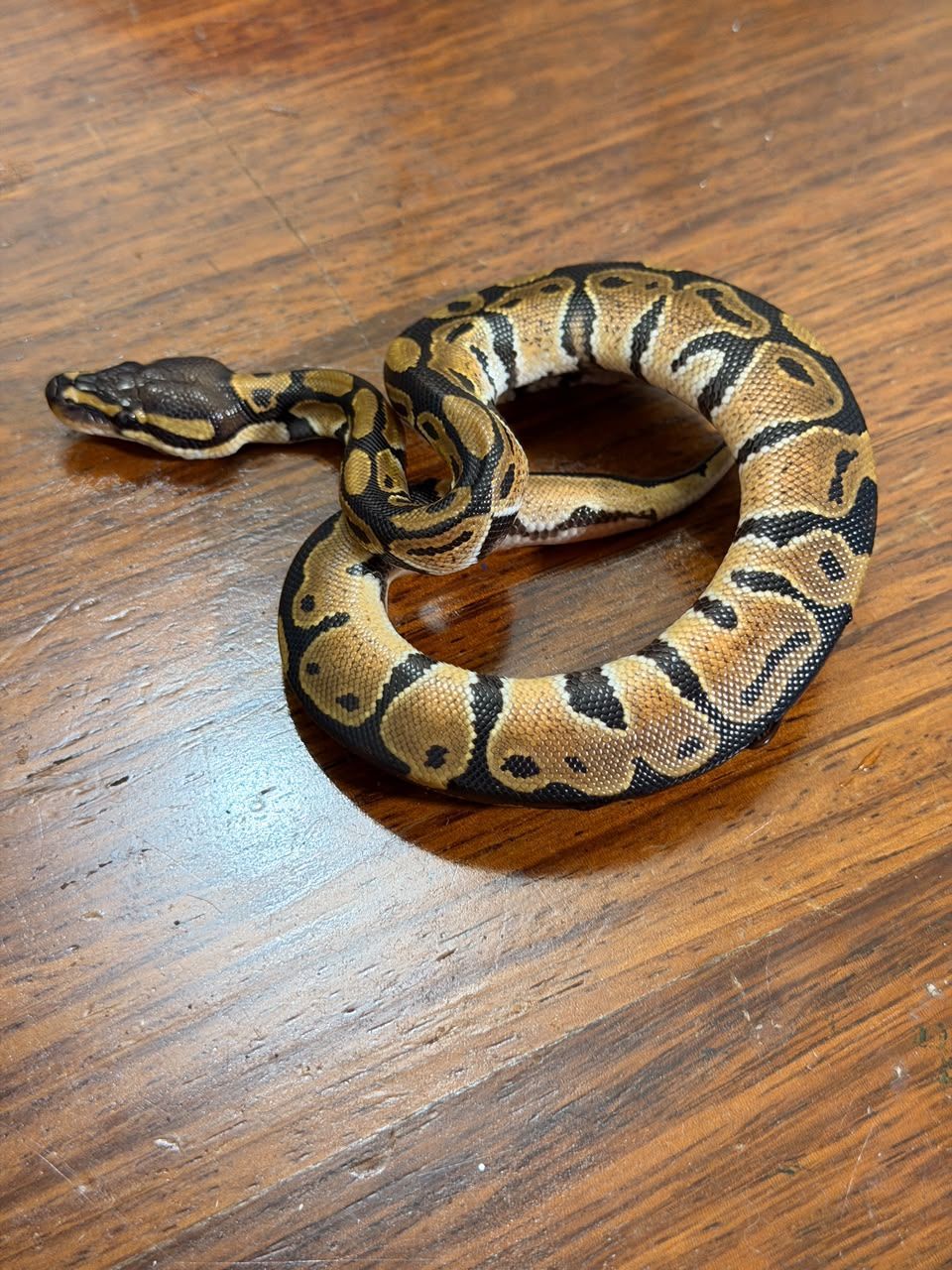 Serpientes Piton Bola en Venta