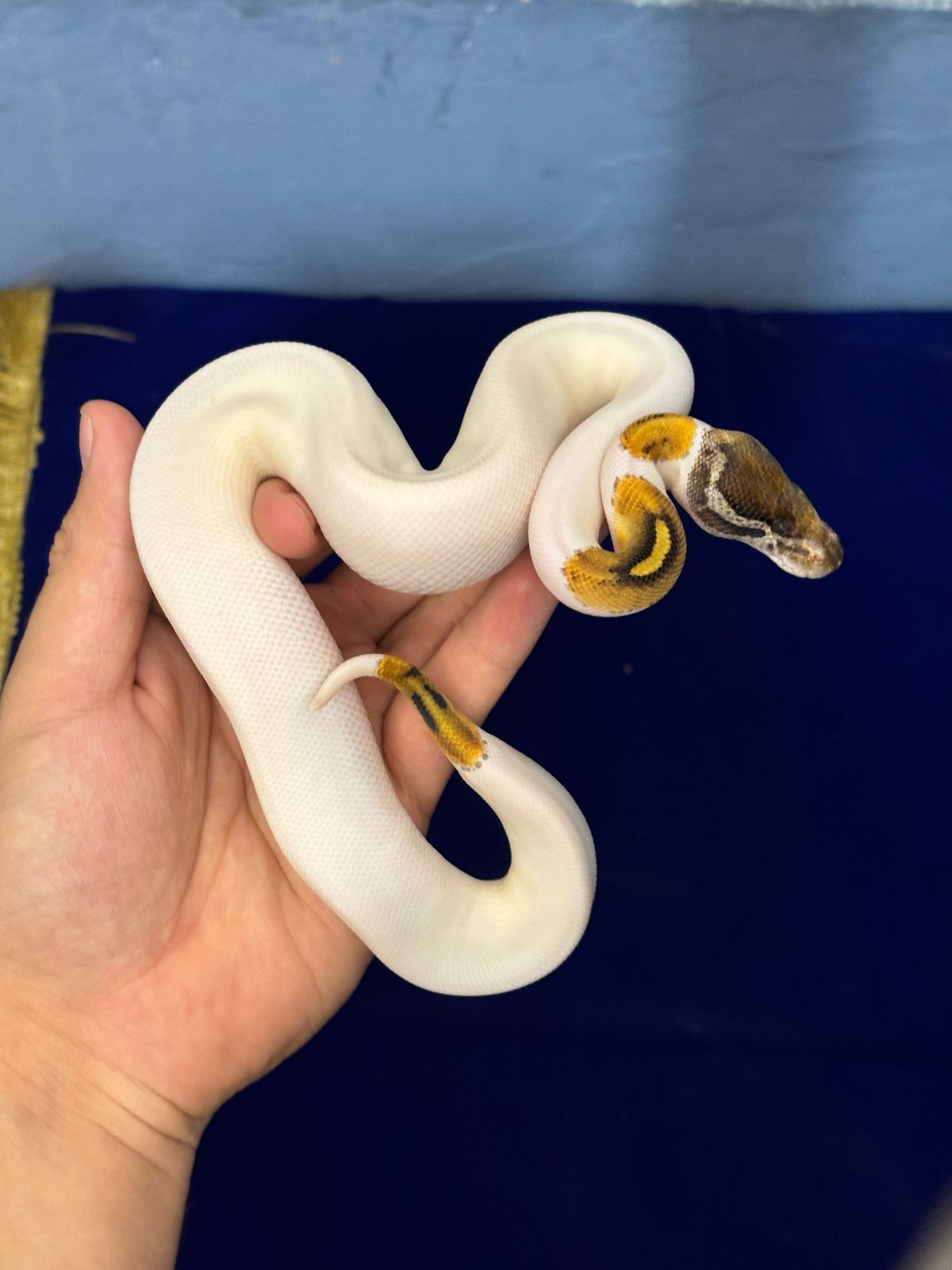 Serpientes Piton Bola en Venta