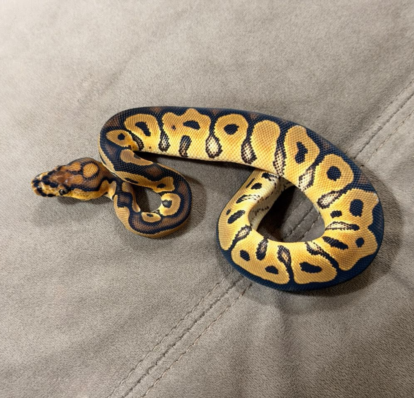 Serpientes Piton Bola en Venta