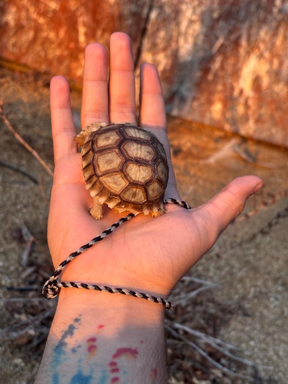 Tortugas en Venta
